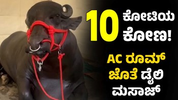 10 ಕೋಟಿ ರೂ ಕೋಣ! AC ರೂಮಲ್ಲಿ ಮಲಗುವ ಕೋಣದ ಹುಬ್ಬೇರಿಸುವ ಸಂಗತಿಗಳಿವು!